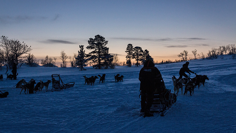 Dog mushing in fading daylight